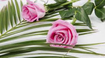 Banho - Equilibrio AMOR e PROSPERIDADE.