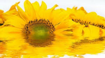 Simpatia de Oxum para Dinheiro, Fartura, Riqueza e Prosperidade.