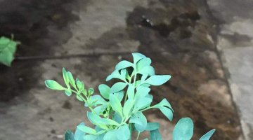 ARRUDA