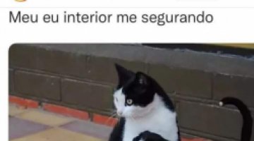 Gato