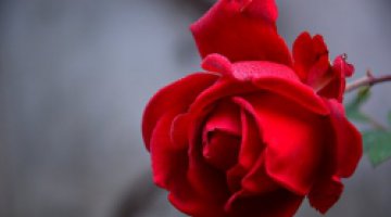 poema
